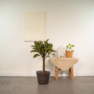 Ficus elastica Melany Stamm – ↨90 cm – Ø21 cm + Korb Igmar von MEERgroothandel Planten