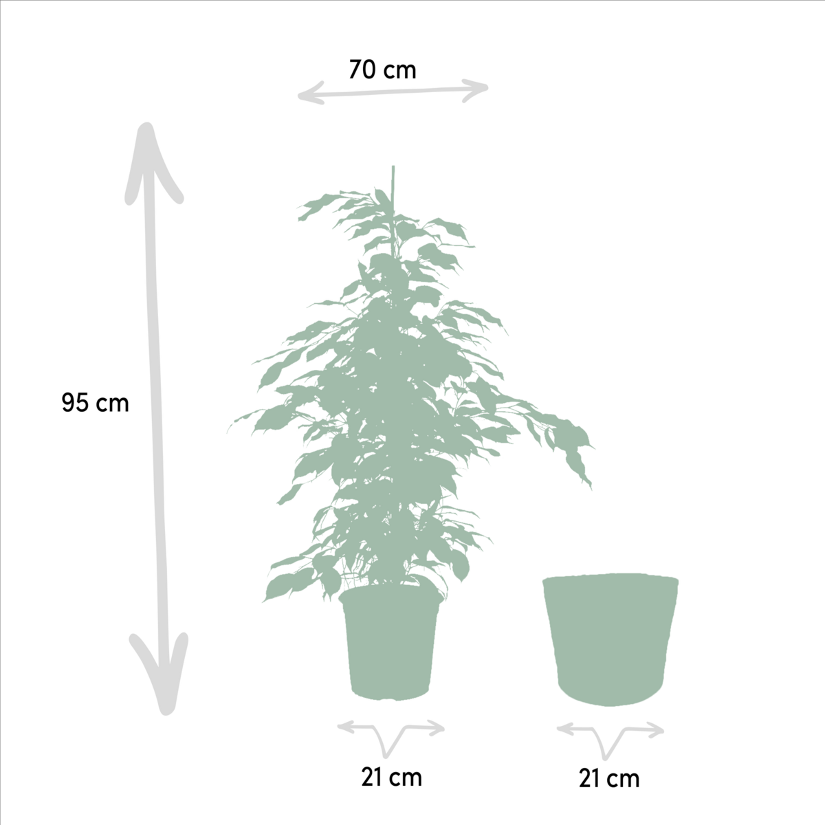 Ficus Benjamina Danielle - Ø21cm - ↕95cm + Ficus Benjamina Twilight - Ø21cm - ↕95cm + Ficus Microcarpa Moclame - Ø21cm - ↕95cm + Mand Selin by MEERgroothandel Planten