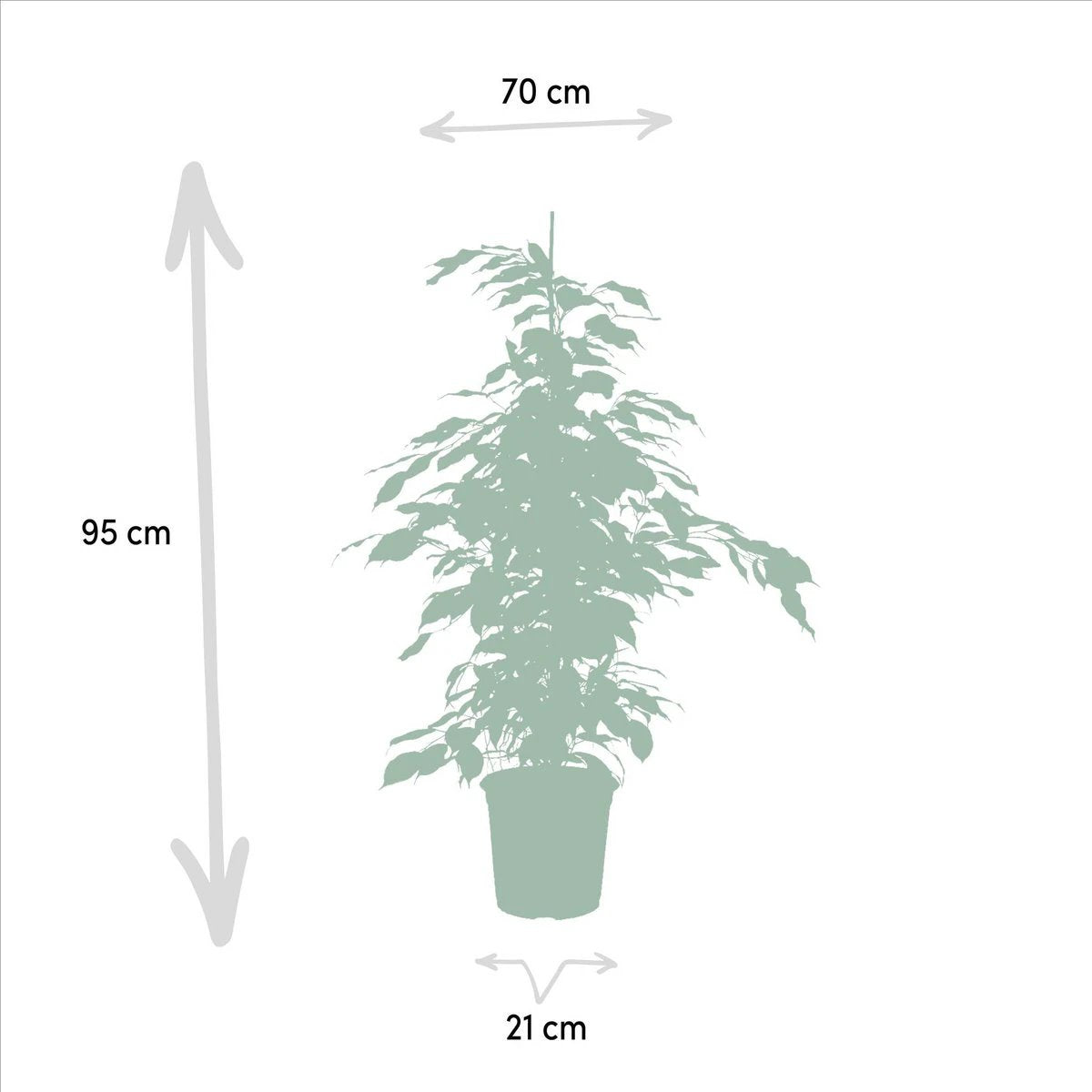 Ficus benjamina Danielle - Ø21cm - ↕95cm by MEERgroothandel Planten