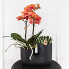 Kolibri Home | Tube sierpot - Black by Kolibri Company
