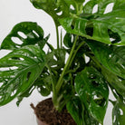 2x Monstera Monkey Leaf - Hole plant - 30cm - ø12 by MEERgroothandel Planten