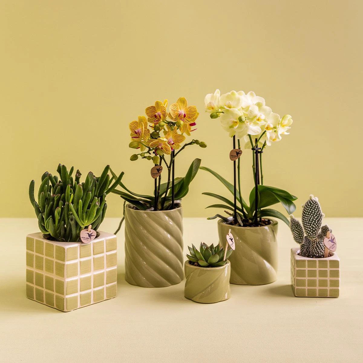Hummingbird Home | Candy decorative pot - Green - Ø6cm by Kolibri Company