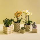Hummingbird Home | Candy decorative pot - Green - Ø6cm by Kolibri Company