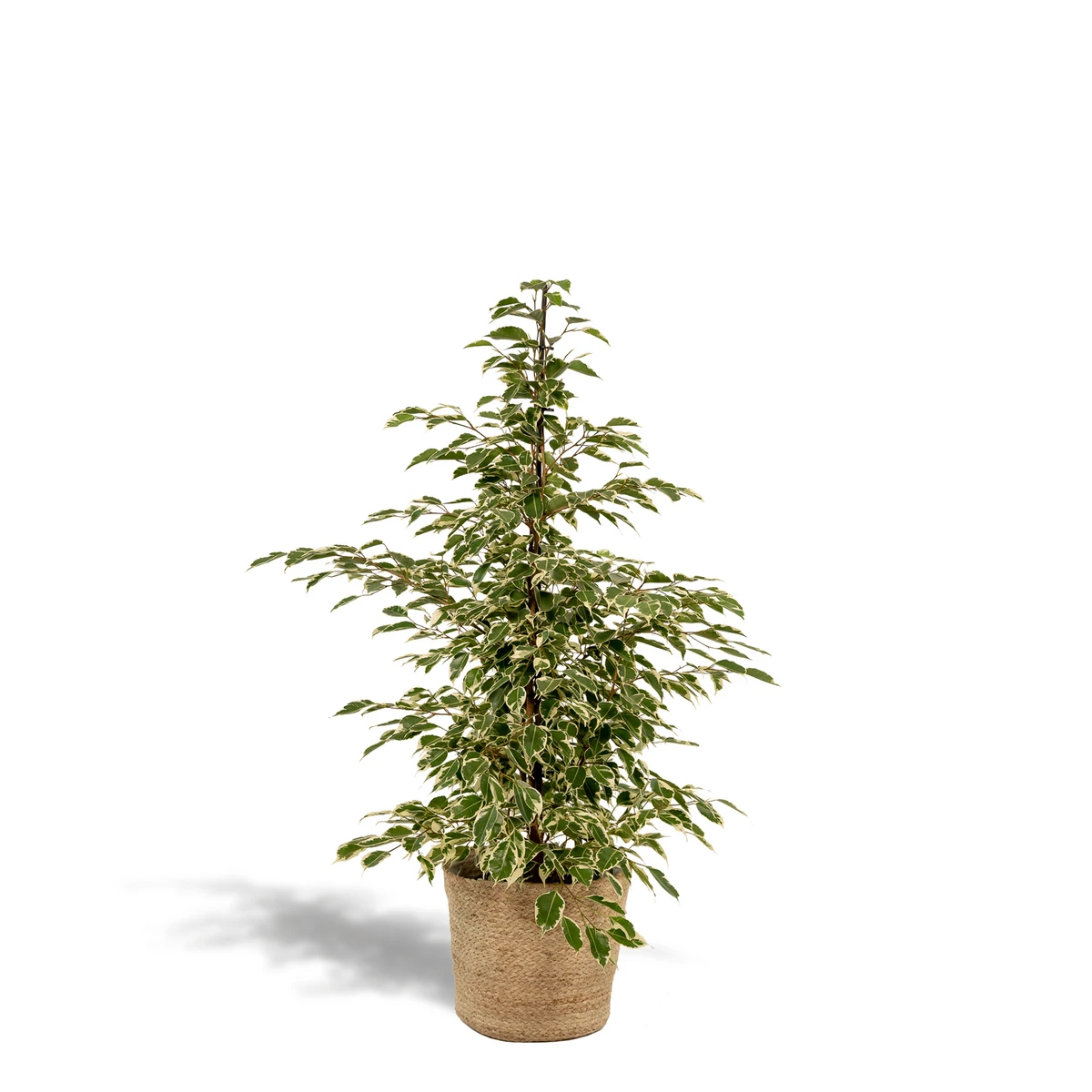 Ficus benjamina Twilight - Ø21cm - ↕95cm + Mand Selin by MEERgroothandel Planten