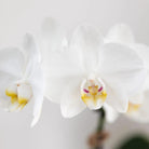 Kolibri Orchids | Set van witte Phalaenopsis orchidee Amabilis en Succulent Crassula Hobbit in Painted Stripe pot blauw - potmaat Ø9cm + Ø6cm | bloeiende kamerplant - vers van de kweker by Kolibri Company