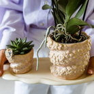 Hummingbird Company | Gift set Octopus Pink small | Green plant with old pink Phalaenopsis orchid in Octopus pink decorative pots on white organic tray by Kolibri Company