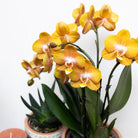 Colibr Orchids | orange gold Phalaenopsis orchid potmate Ø12cm | Jewide Las Vegas | -driving room plant - freshly from the grower by Kolibri Company