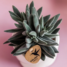 Hummingbird Greens | Green plant - Succulent Tarantula - green houseplant - fresh from the grower - Ø6cm by Kolibri Company