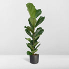 Ficus Lyrata - Rubber plant - Ø21cm - ↕100cm by MEERgroothandel Planten