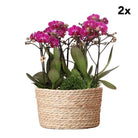 Kolibri Orchids | 2 pieces | Purple plant set in Reed Basket incl. Water reservoir | Three purple orchids and three green plants Jungle Bouquet Purple with self -sufficient water reservoir by Kolibri Company