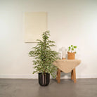 Ficus benjamina Twilight - ↨95cm - Ø21cm + Topf Mayk Lead von MEERgroothandel Planten