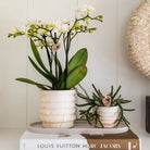 Kolibri Home | Combi deal - Marble Light potten by Kolibri Company