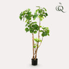 Kunstplant - Polyscias - Aralia - 135 cm by Green boutiQ