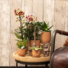 Hummingbird Home | Glazed flower pot - Cognac ceramic decorative pot with gloss - Ø6cm by Kolibri Company
