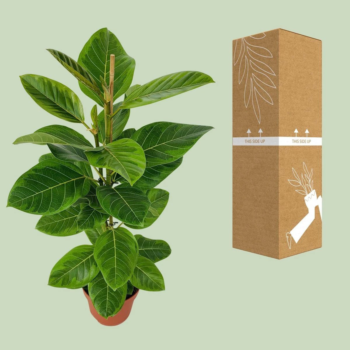 Ficus Altissima | [P21-H95] von MEERgroothandel Planten