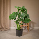 Monstera Deliciosa - Hole plant - Ø17cm - ↕55cm by MEERgroothandel Planten