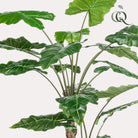 Art plant - Alocasia - Elephants ear - 180 cm by Green boutiQ