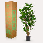 Kunstplant - Polyscias - Aralia - 105 cm by Green boutiQ