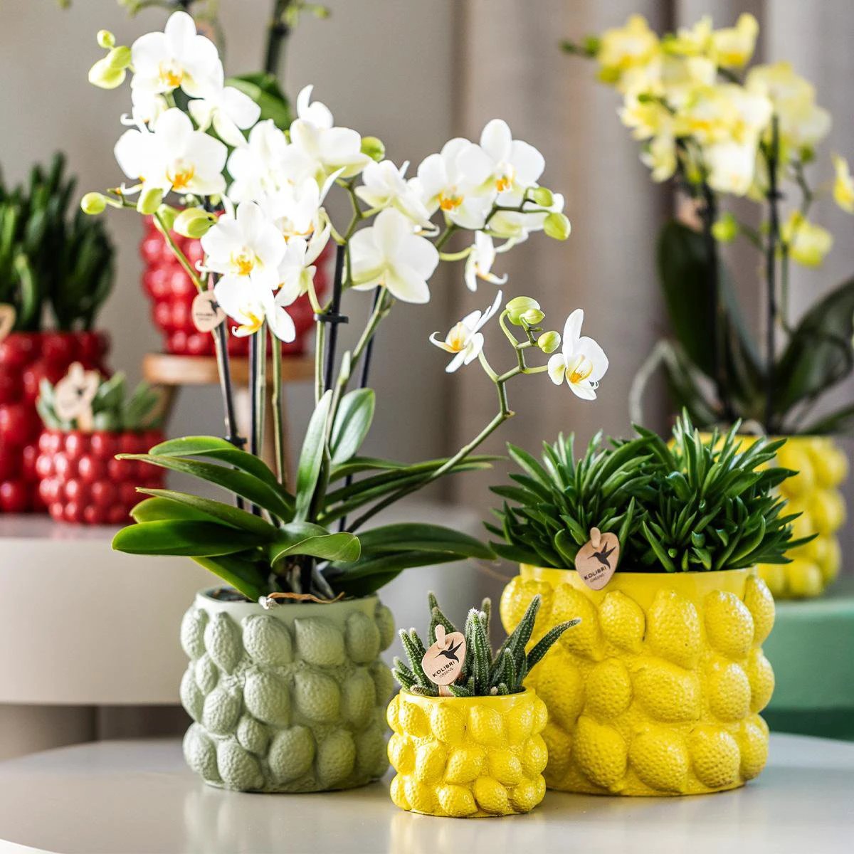 Hummingbird Home | Citrus pot green - Ø9cm by Kolibri Company