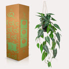 Kunstpflanze – Alocasia – Elefantenohr – 80 cm von Green boutiQ