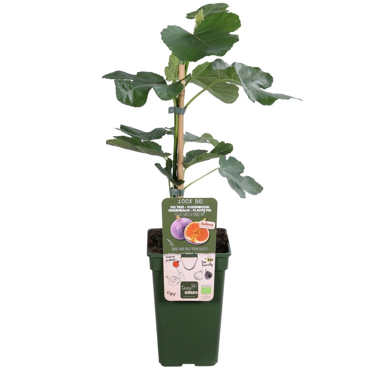 Ficus Gustissimo® Perretta® - ↕50cm - Ø19 von MEERgroothandel Planten