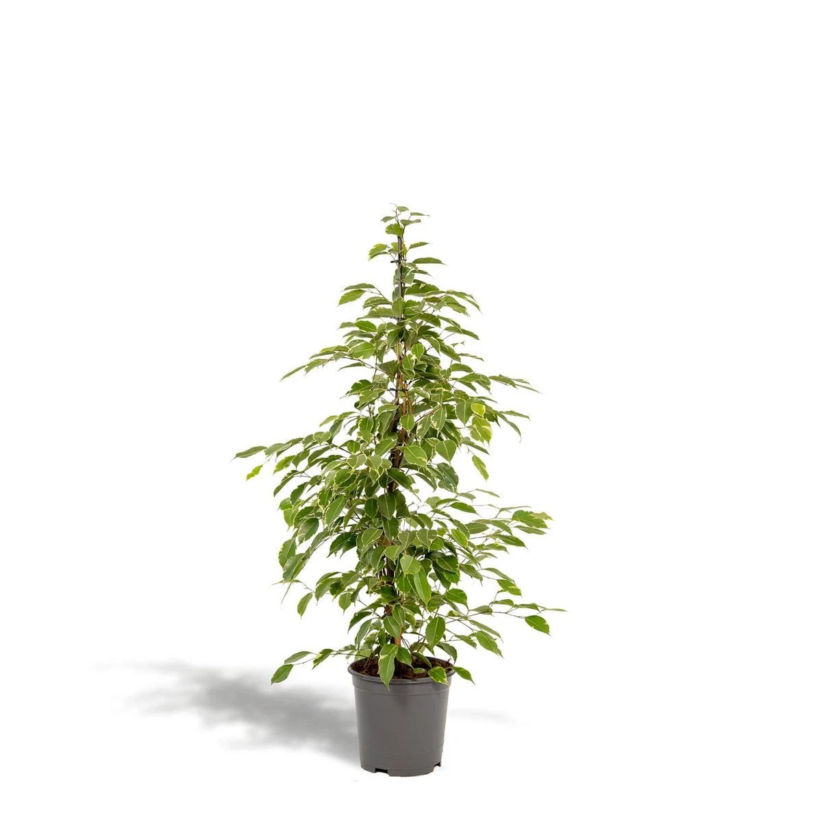 Ficus benjamina Goldenking - Ø21cm - ↕95cm by MEERgroothandel Planten