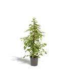 Ficus benjamina Goldenking - Ø21cm - ↕95cm by MEERgroothandel Planten