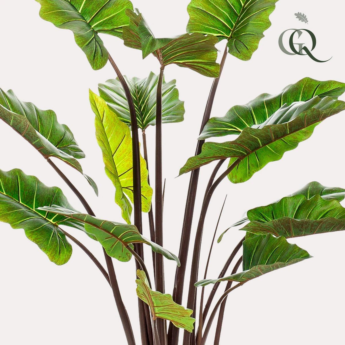 Art plant - Colocasia Pink China - Elephants ear - 130 cm by Green boutiQ