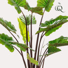 Art plant - Colocasia Pink China - Elephants ear - 130 cm by Green boutiQ