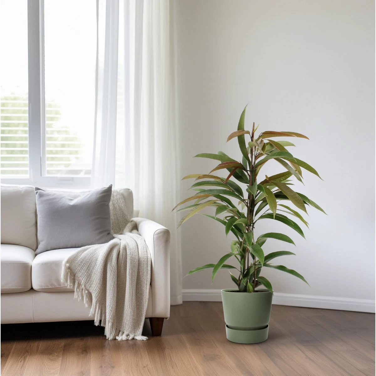 Ficus Binnendijkii Amstel King - Ø17cm - ↕70cm by MEERgroothandel Planten