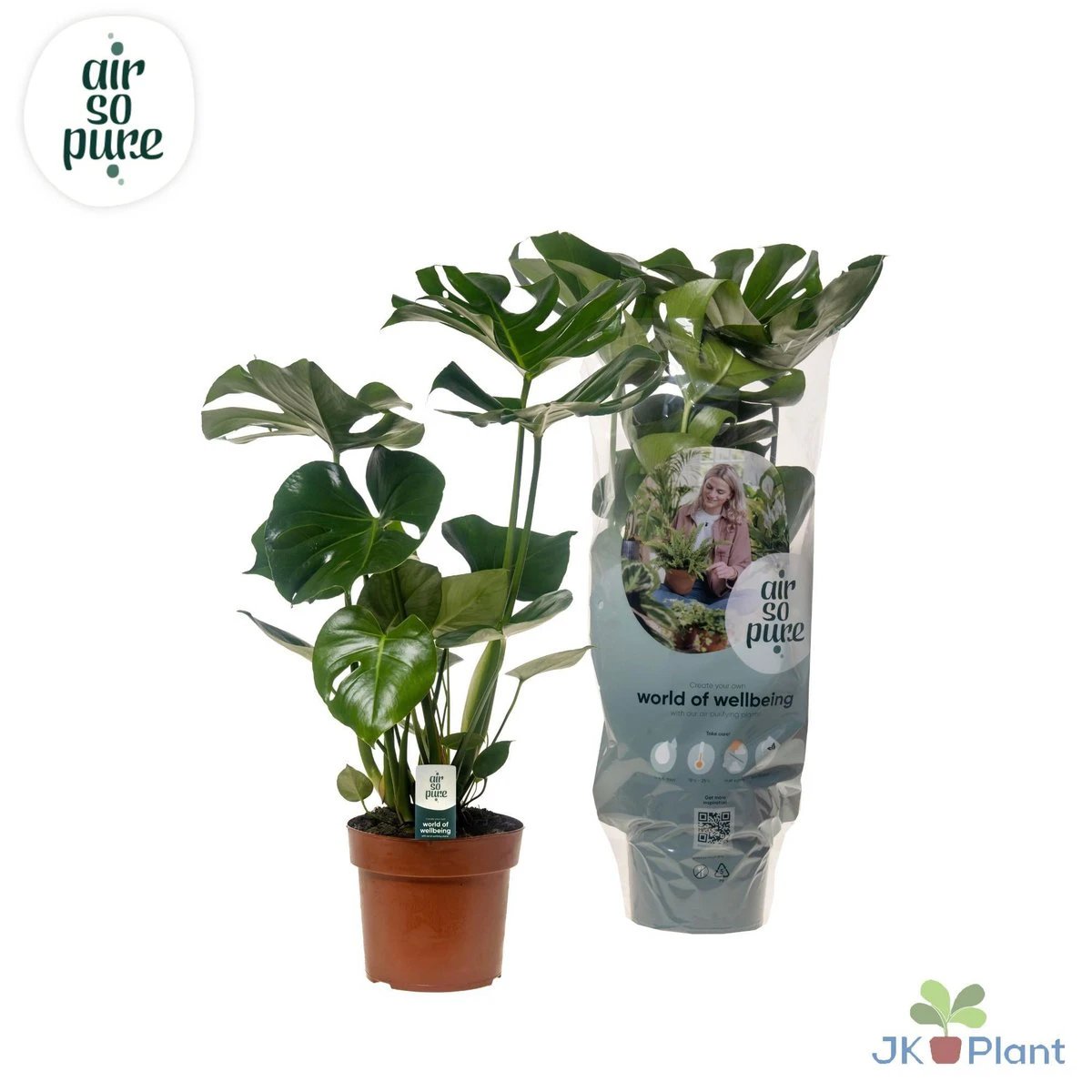 Monstera Deliciosa - Ø17cm - ↕55cm by MEERgroothandel Planten