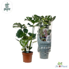 Monstera Deliciosa - Ø17cm - ↕55cm by MEERgroothandel Planten