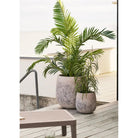 Grass Plant, green, H:68 cm by EMIRELLE