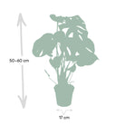 Monstera Deliciosa - Hole plant - Ø17cm - ↕55cm by MEERgroothandel Planten