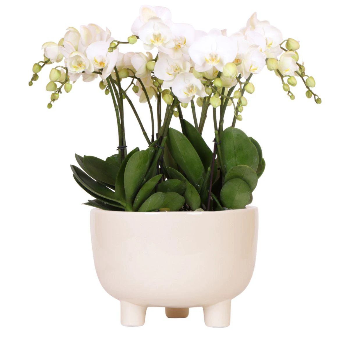 Kolibri Orchids | Set weißer Pflanzen in Gummy-Schale inkl. Wasserreservoir | Drei weiße Orchideen | Mono-Bouquet Weiß mit autarkem Wasserreservoir von Kolibri Company