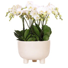 Kolibri Orchids | Set weißer Pflanzen in Gummy-Schale inkl. Wasserreservoir | Drei weiße Orchideen | Mono-Bouquet Weiß mit autarkem Wasserreservoir von Kolibri Company