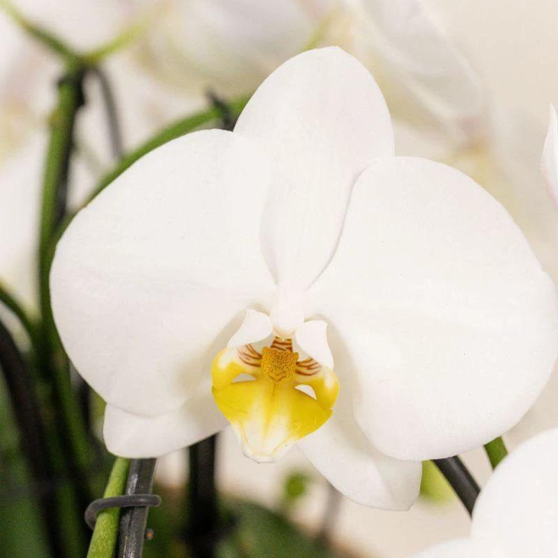 Colibr Orchids | White orchids set in Como dish incl. water reservoir | three white Nigagara Falls orchids 12cm | Mono Buquet white with self-supporting water reservoir by Kolibri Company