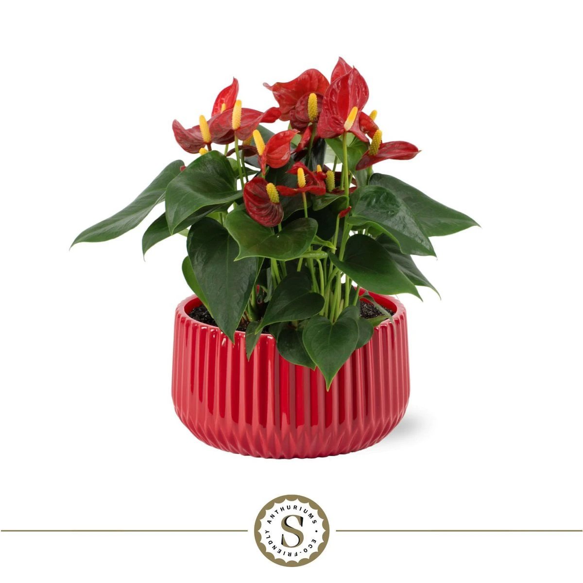 Madeira Red met Table Red Champion by Blooming Luxury