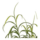 Grass Plant, green, H:68 cm by EMIRELLE