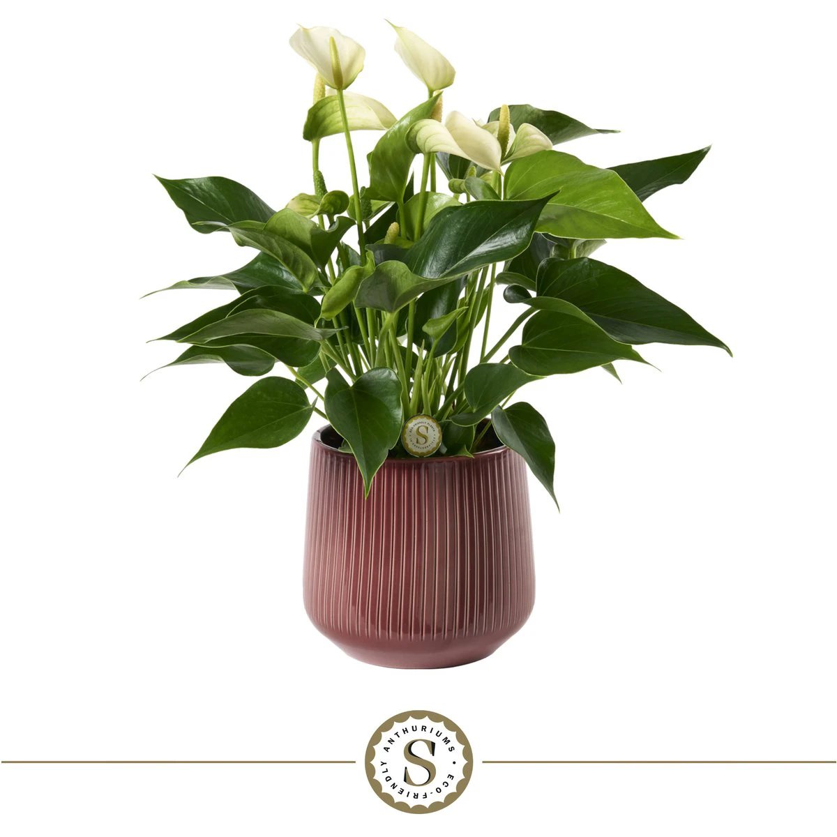 Burgundy White Champion by Blooming Luxury