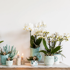Kolibri Home | Coral - Blue - Ø6cm by Kolibri Company