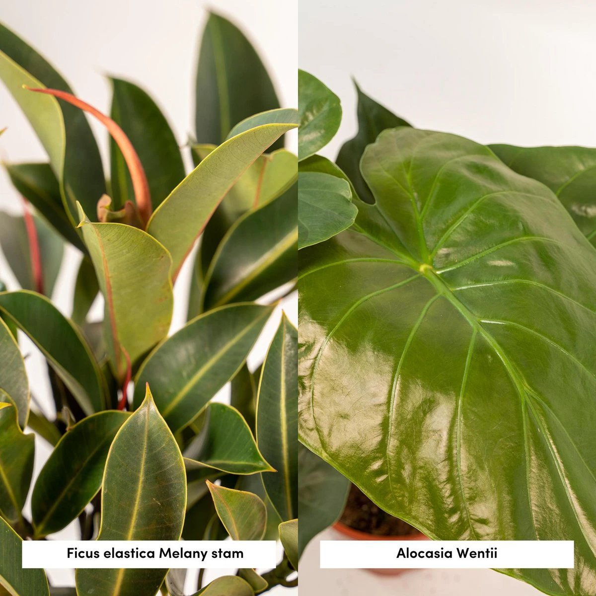 Ficus elastica Melany - Ø21 cm - ↕85 cm + Alocasia wentii - Ø19 cm - ↕60 cm + Korb Selin von MEERgroothandel Planten
