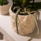 Kolibri Company | Pflanzen-Set Seestern klein | Weiße Phalaenopsis-Orchidee Lausanne und Sukkulente inkl. keramischer Ziertöpfe auf weißem Bio-Tablett von Kolibri Company