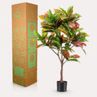 Art plant - Croton Codiaeum - Wonder bush - 120 cm by Green boutiQ