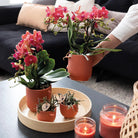 Colibr Orchids | COMBI DEAL from 2 red Phalaenopsis orchids - Congo - potmate Ø9cm-firming room plant – fresh of the grower by Kolibri Company