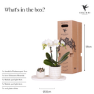 Hummingbird Company | Plant set Slow Living small | White Phalaenopsis Orchid Lausanne and Succulent incl. ceramic decorative pots on white organic tray by Kolibri Company