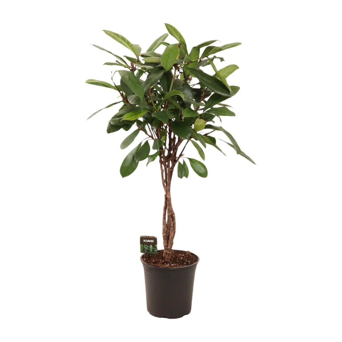 Ficus Cyathistipula geflochtener Stamm | [P24-H110] von MEERgroothandel Planten