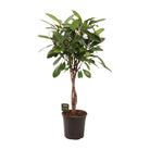 Ficus Cyathistipula geflochtener Stamm | [P24-H110] von MEERgroothandel Planten