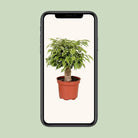 Ficus Benjamina Kinky - Ø12cm - ↕28cm by MEERgroothandel Planten