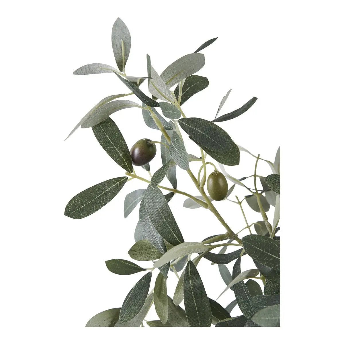 Olive Tree by EMIRELLE